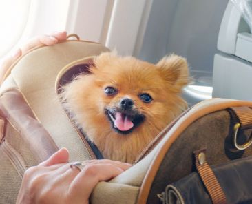 prenota-volo-con-cane-con fly-free-airways